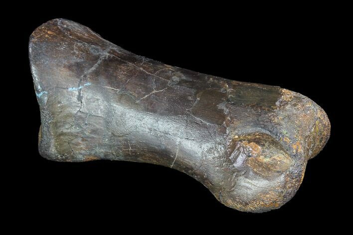 Struthiomimus Toe Bone - Montana #94761